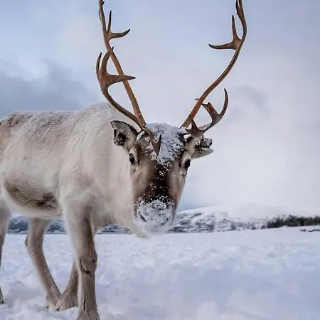 Apartment Cozy Nordic I Modern I Free Parking